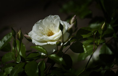 A white rose in my garden