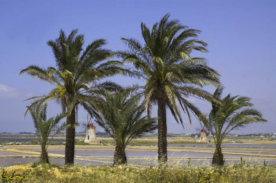 Palms at the salt flats