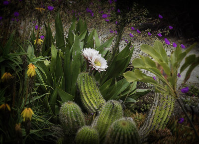 Succulents in Fort Bragg