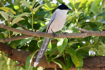 Azure-winged Magpie - Cyanopica cyanus