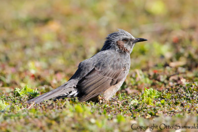 Brown-eared Bulbul - Microscelis amaurotis