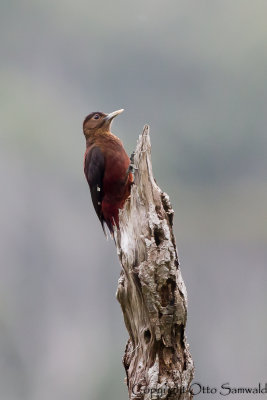 Pryers Woodpecker - Dendrocopos noguchii