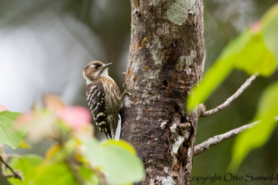 Japanese Pygmy Woodpecker - Yungipicus kizuki nigrescens