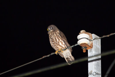 Brown Hawk Owl - Ninox scutulata