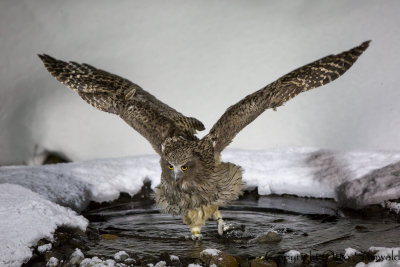 Blakistons Eagle Owl - Bubo blakistoni