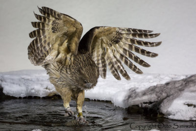 Blakistons Eagle Owl - Bubo blakistoni