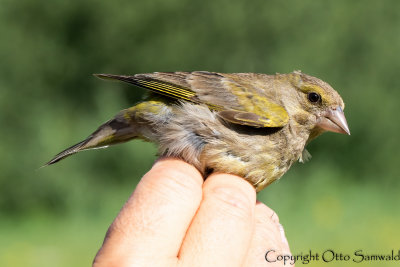 European Greenfinch - Chloris chloris