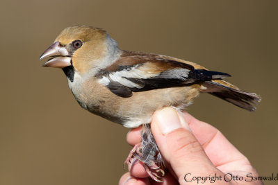 Hawfinch - Coccothraustes coccothraustes