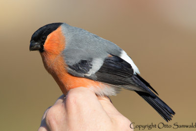 Bullfinch - Pyrrhula pyrrhula