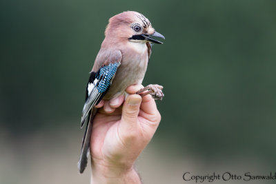 Eurasian Jay - Garrulus glandarius