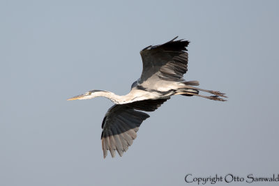 Grey Heron - Ardea cinerea