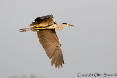 Grey Heron - Ardea cinerea