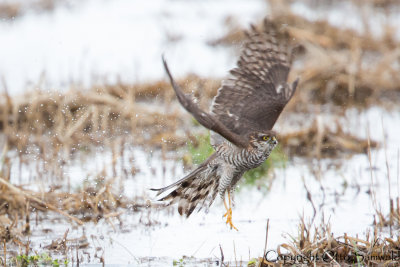 Sparrowhawk - Accipiter nisus