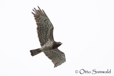 Short-toed Eagle - Circaetus gallicus