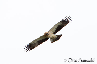 Booted Eagle - Aquila pennata