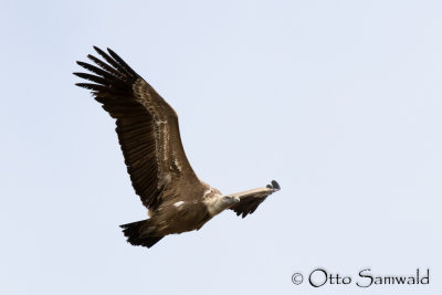 Griffon Vulture - Gyps fulvus