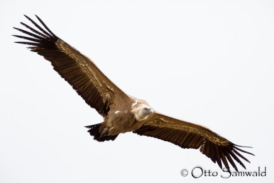 Griffon Vulture - Gyps fulvus