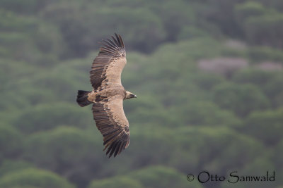 Griffon Vulture - Gyps fulvus
