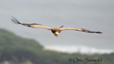 Griffon Vulture - Gyps fulvus