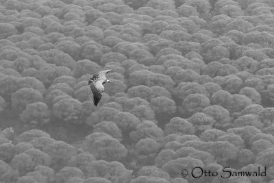 Griffon Vulture - Gyps fulvus