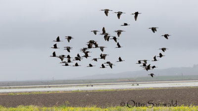 Glossy Ibis - Plegadis falcinellus