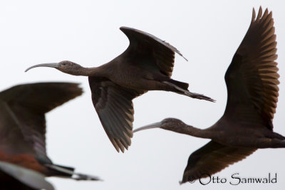 Glossy Ibis - Plegadis falcinellus