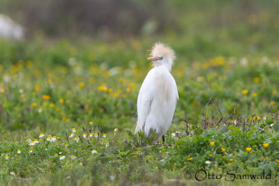 Cattle Egret - Bubulcus ibis
