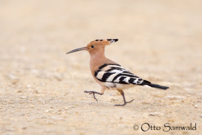 Eurasian Hoopoe - Upupu epops