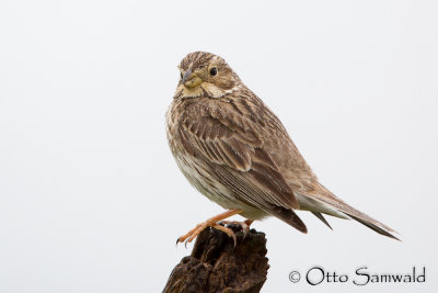 Corn Bunting - Miliaria calandra