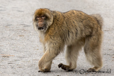 Barbary Macaque - Macaca sylvanus