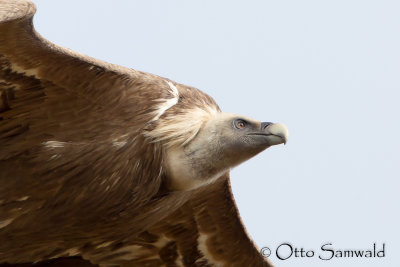 Griffon Vulture - Gyps fulvus