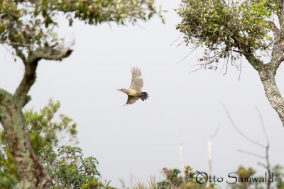 Iberian Green Woodpecker - Picus viridis