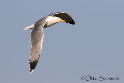 Yellow-legged Gull - Larus michahellis