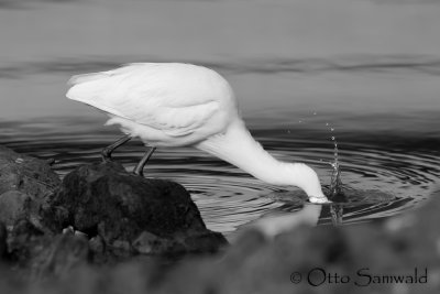 Little Egret - Egretta garzetta