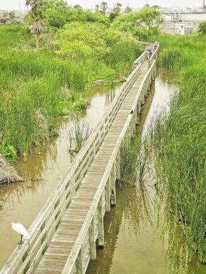 It's a long way to go to see the birds