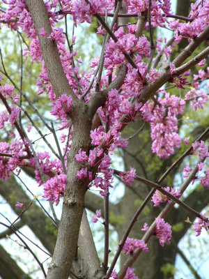 Redbud Tree