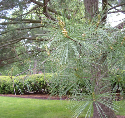 Pine Tree