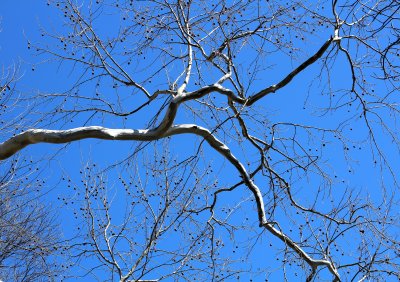 Blue Skies Fractured