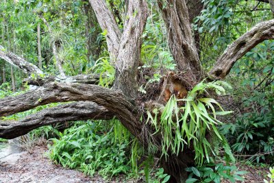 Home for Staghorn Fern