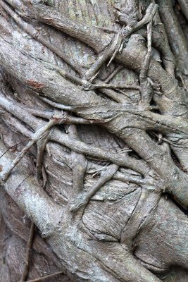 Vine Design