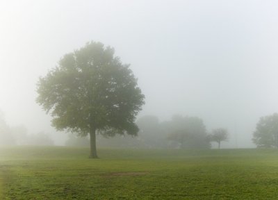 velvet morning