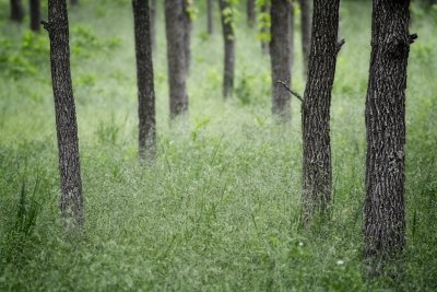Secret Savanna.jpg