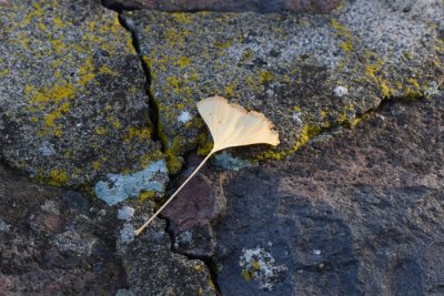 Ginko leaf
