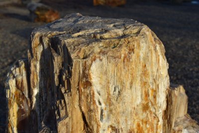 petrified wood log end @ Ginko park