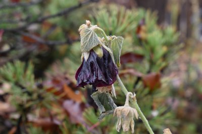 frost dead Holly Hock