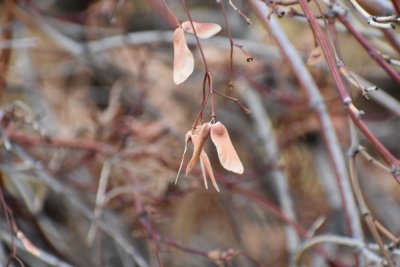 Maple seeds