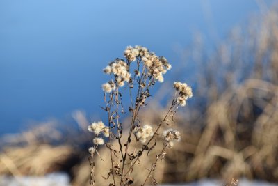 Winter foliage