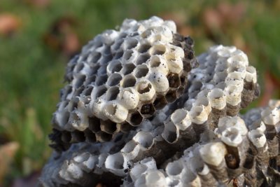 Hornet nest