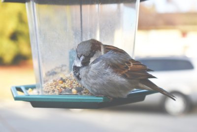 Asleep at the feeder
