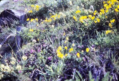 7-2_Austrian Wildflowers.jpg